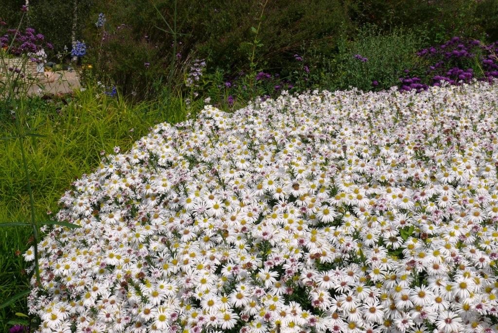 Aster novae-angliae 'Kristina'